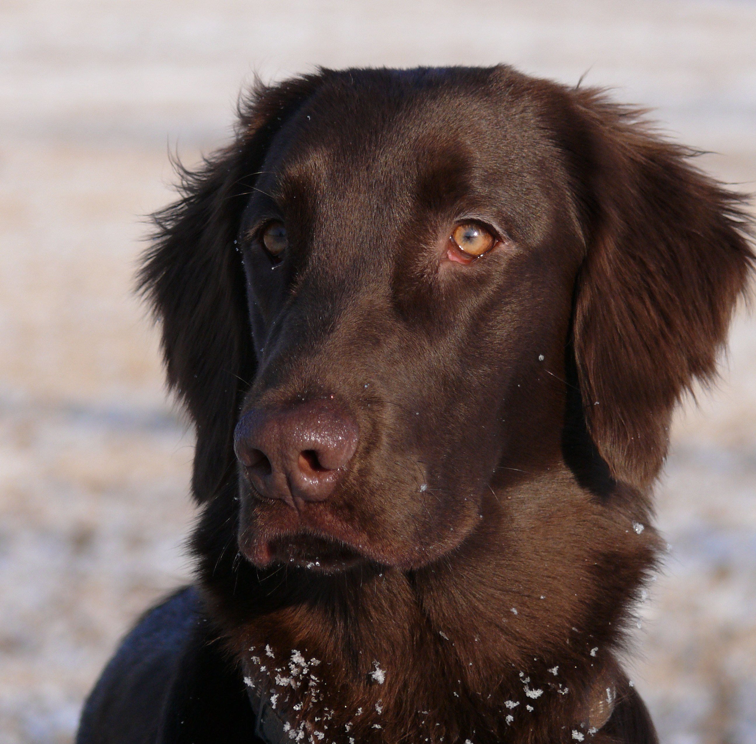 Durango ze Štěnkovského lesa
